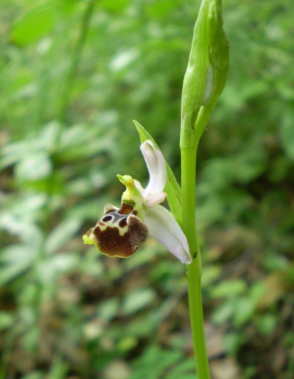 O.holosericea da confermare